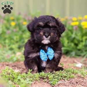Trevor, Mini Aussiedoodle Puppy